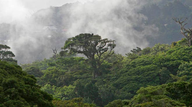 costa rica forest.jpg
